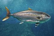 amberjack amberjack