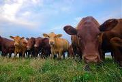 beef cows beef cows