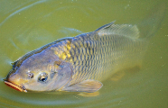 carp carp
