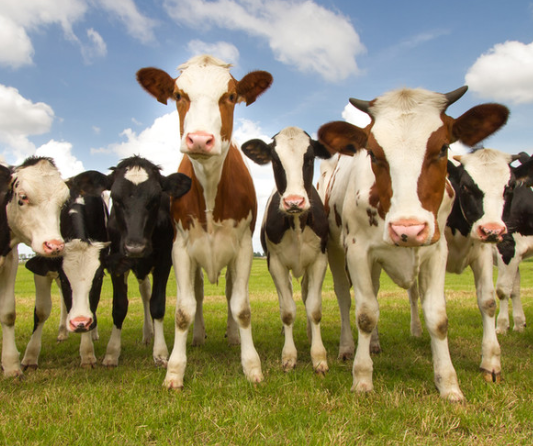 dairy cattle