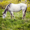 horse, alfalfa