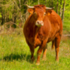 Limousin cow