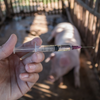 pig, injection