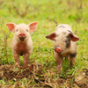 piglets