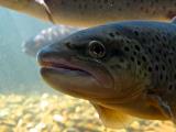 rainbow trout 1 rainbow trout 1