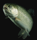 Rainbow trout 2 Rainbow trout 2