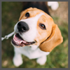 TS, beagle dec
