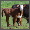 TS, beef calf 100x100