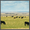 TS, beef cattle, 100 x 100