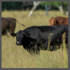 TS, beef cattle 100x100