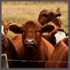 TS, beef cattle