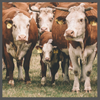 TS, beef cow herd, 100 x 100 (1)