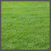 TS, bermuda grass, 100 x 100