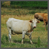 TS, bovine cells