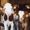 TS bovine image