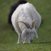 TS cashmere goat
