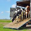 TS cattle transport