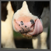 TS, dairy calf