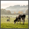 TS, dairy cow
