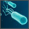 TS, Escherichia coli  TS DC