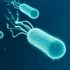 TS, Escherichia coli