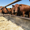 TS feedlot cattle 2