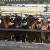 TS feedlot cattle