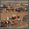 TS, feedlot cattle