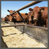 TS, feedlot cows 100 x 100