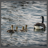 TS, geese TS DC