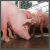 TS, growing pig TS DC