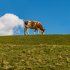 TS Methane gas cow
