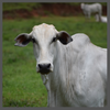 TS, nellore bull