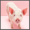 TS, pig pink background dec