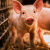 TS piglet Canadian Research
