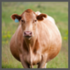 TS, pregnant cow, 100 x 100 (1)