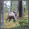 TS, reindeer bull, 100 x 100