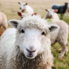TS sheep