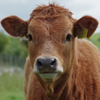 TS Steer