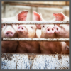 TS, weaned pigs, 100 x 100