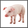 TS, weanling pig dec