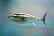 tuna tuna