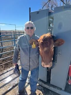 G. Duff and cow