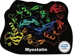 Myostatin Magnet