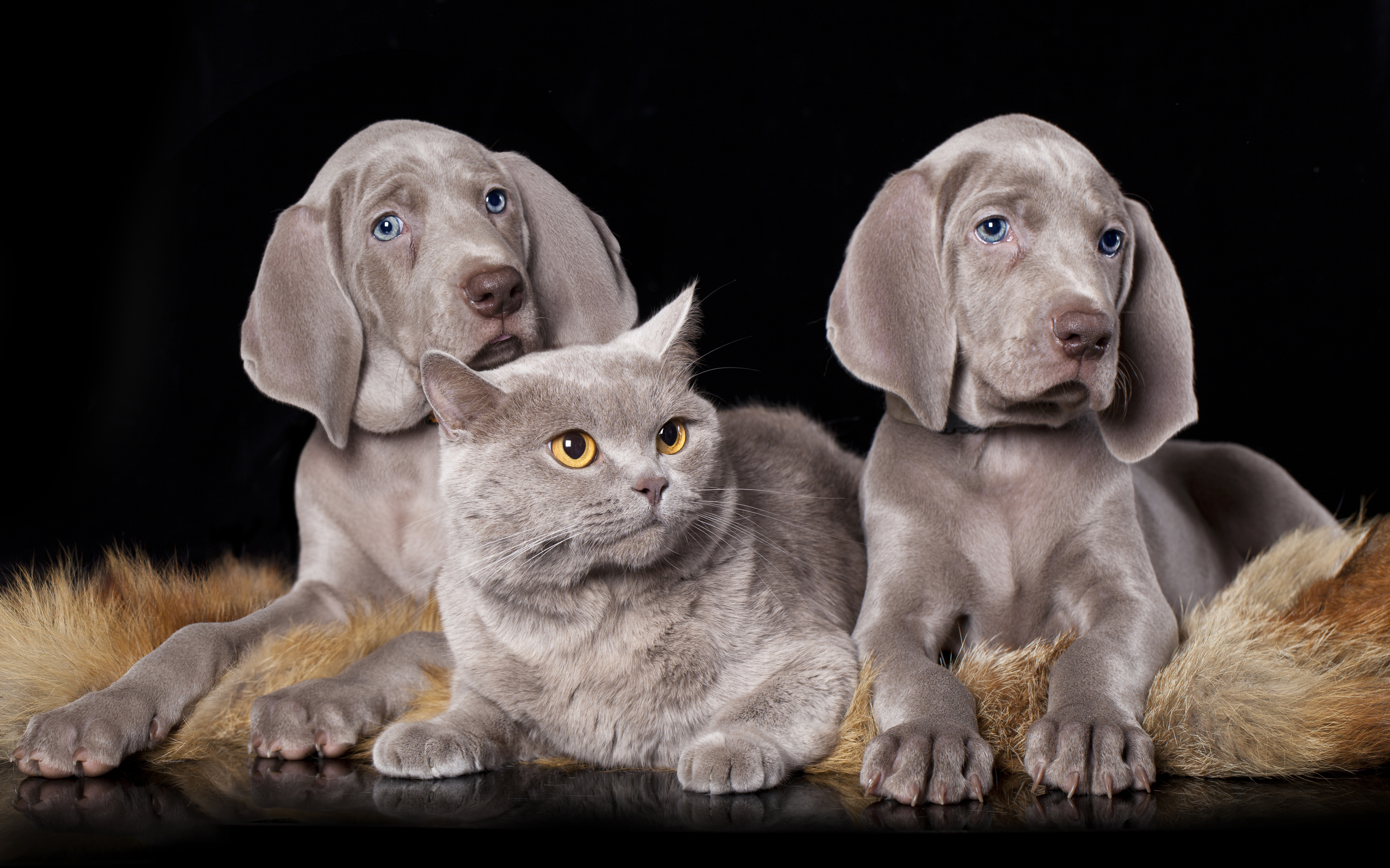 Weim and Cat_iStock