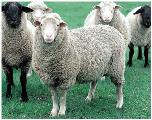 NRCS_sheep
