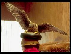 Photo of week - falcon
