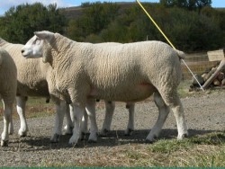texel sheep