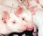 weanlingpigs1.jpg